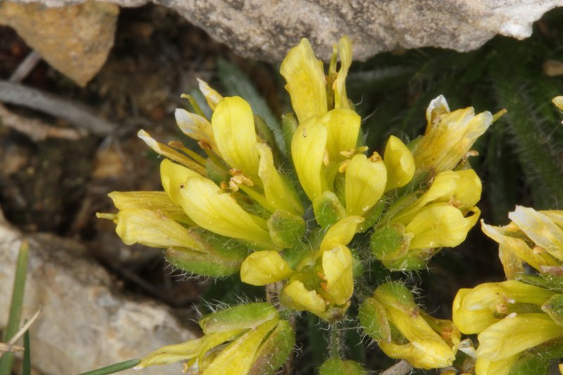 Draba hispanica ssp hispanica