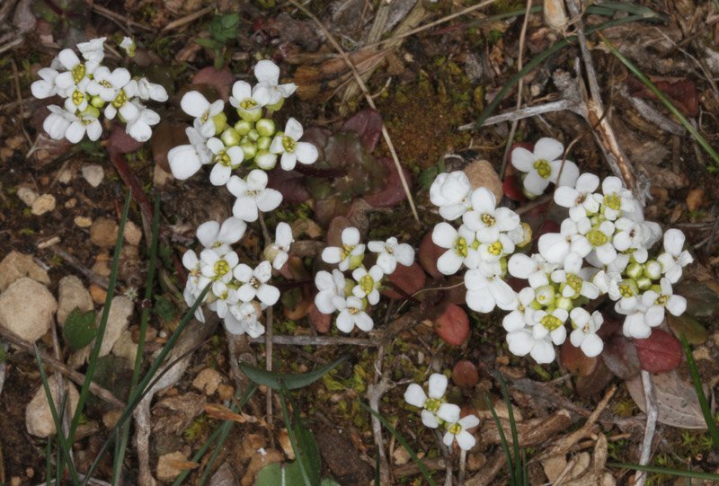 Hormathophylla reverchonii