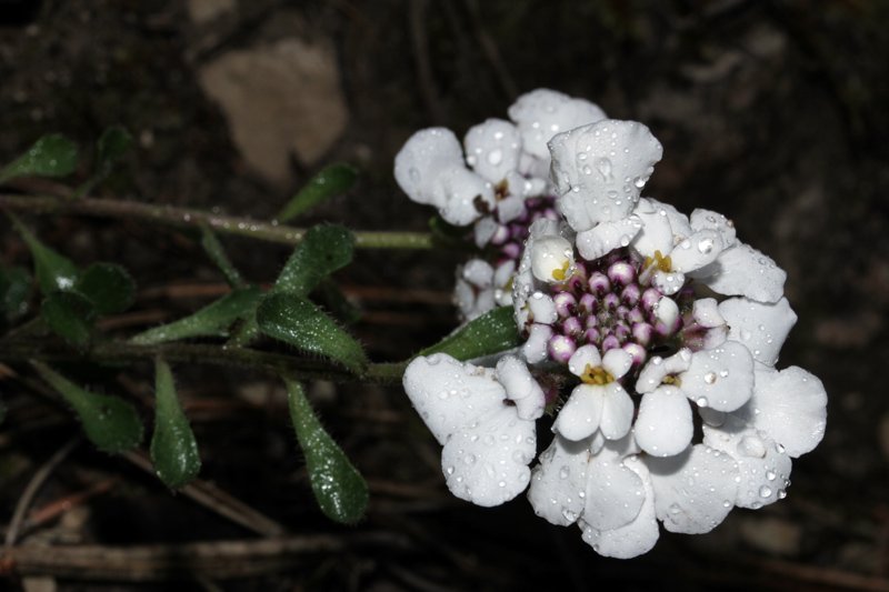 Iberis carnosa ssp granatensis