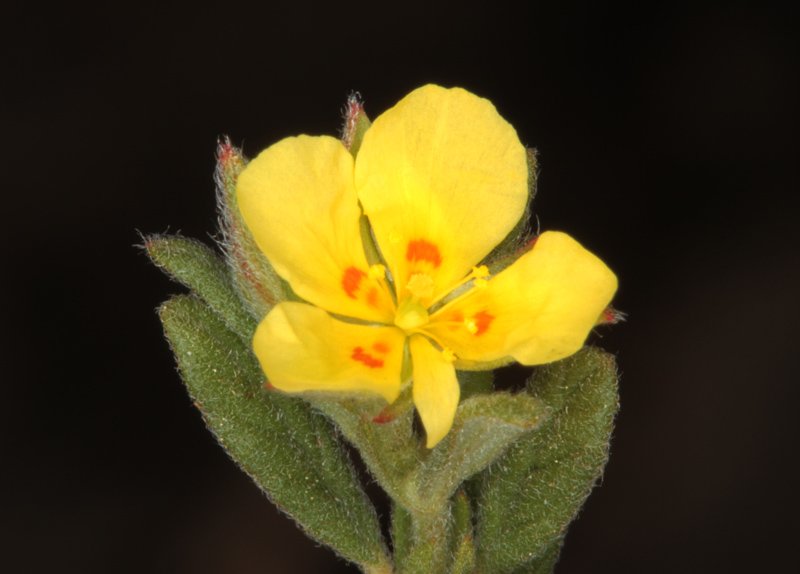 Helianthemum salicifolium