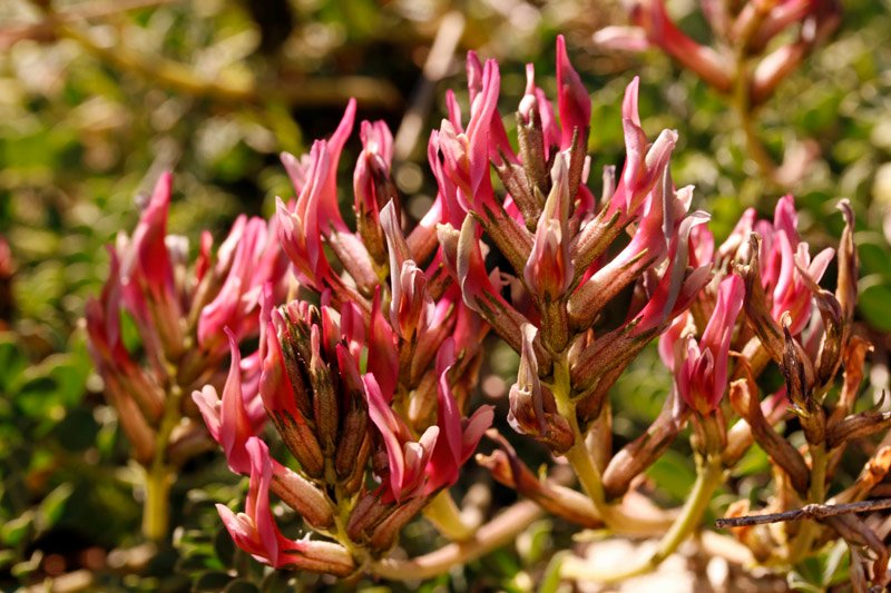 Astragalus incanus ssp nummularioides