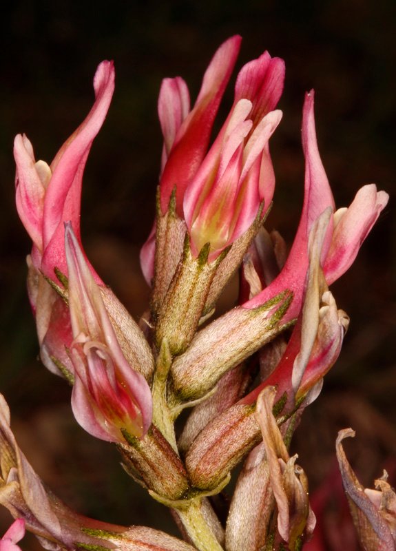 Astragalus incanus ssp nummularioides