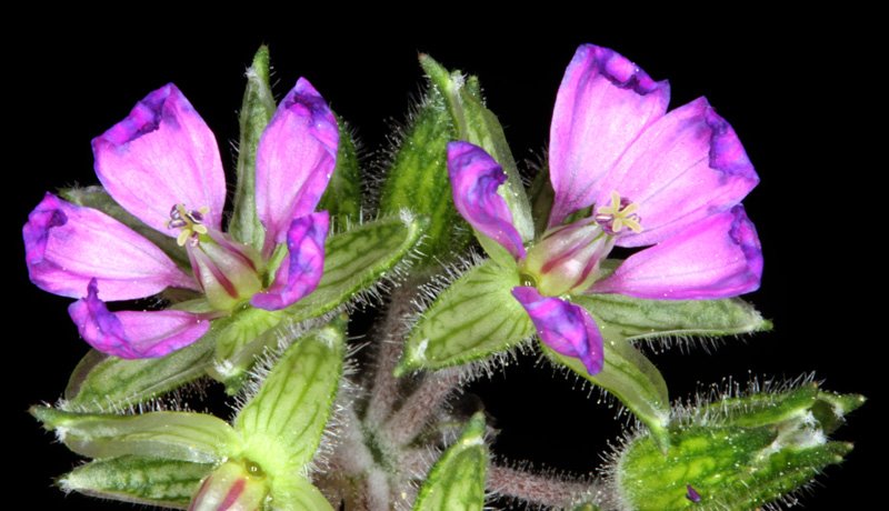 Erodium daucoides