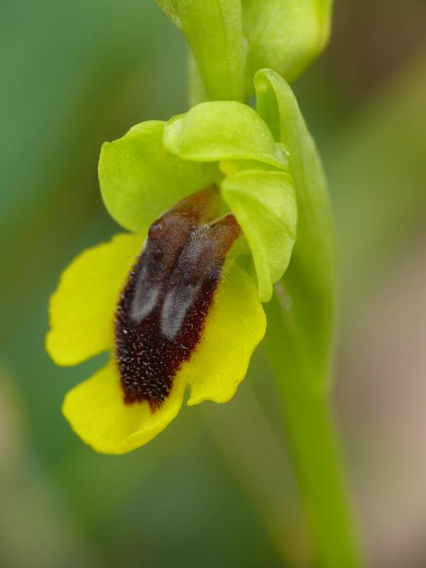 ophrys.jpg