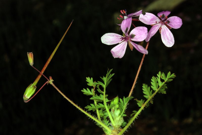 Erodium primulaceum