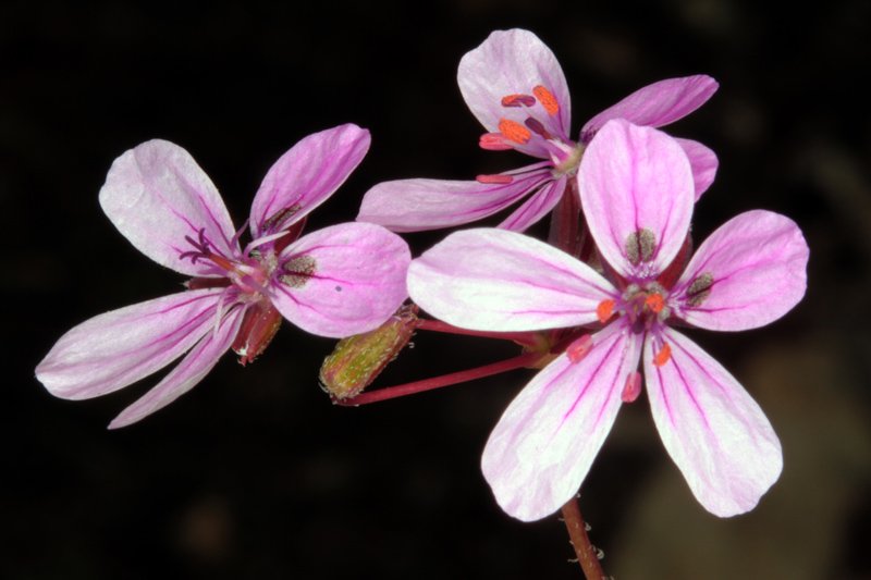 Erodium primulaceum