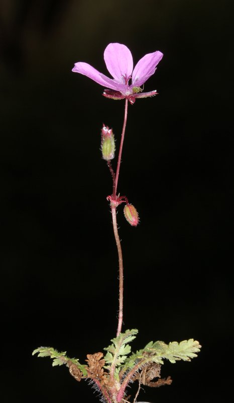 Erodium salzmannii