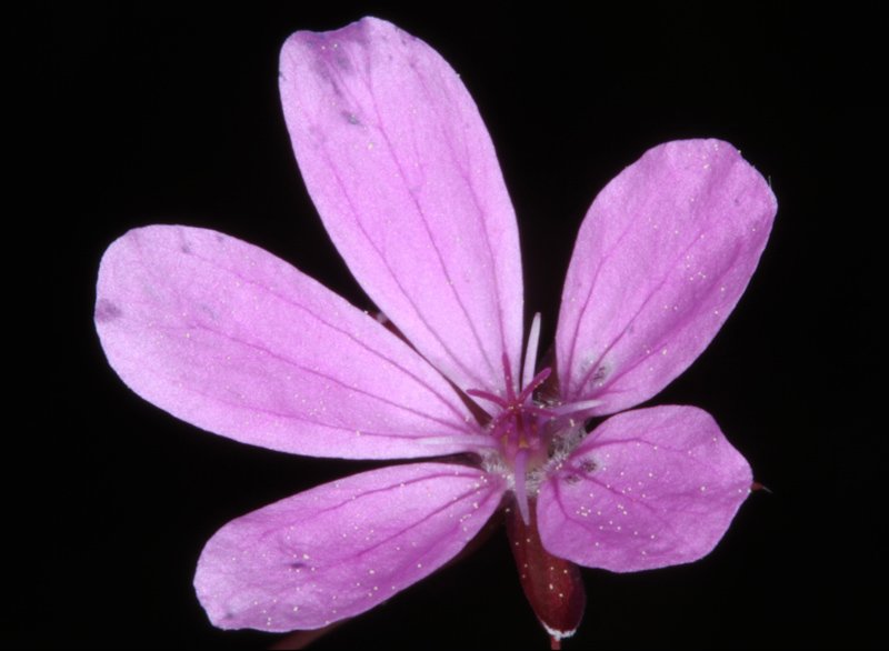 Erodium salzmannii