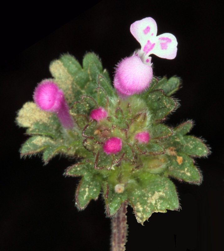 Lamium amplexicaule