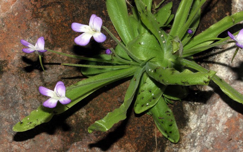 Pinguicula vallisnerriifolia