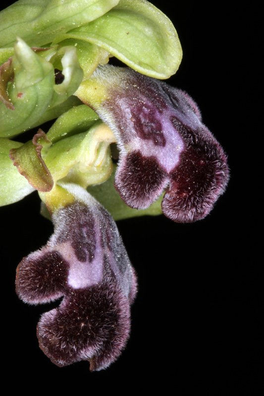 Ophrys fusca ssp fusca