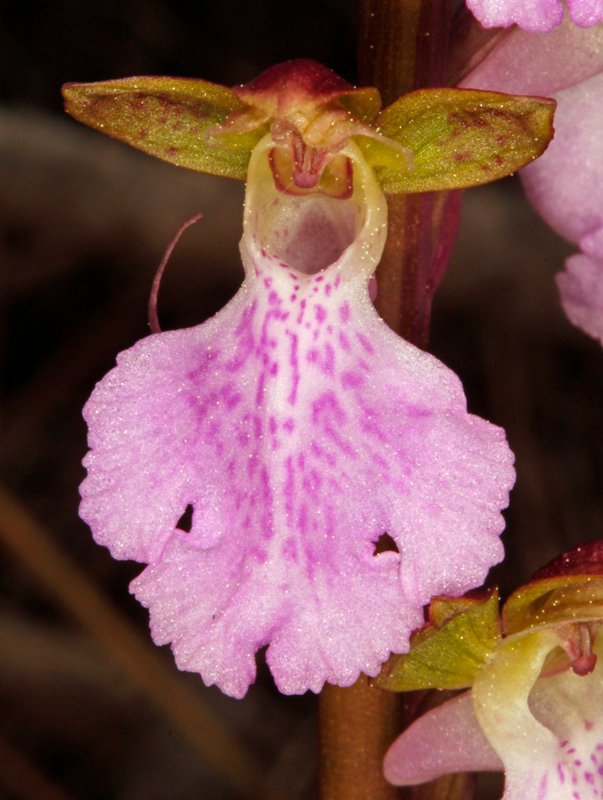 Orchis cazorliensis