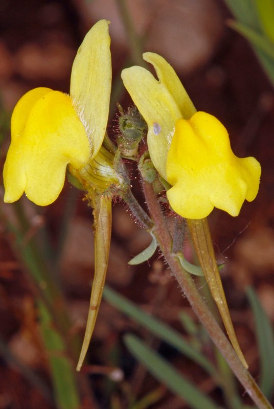 Linaria bipunctata ssp bipunctata
