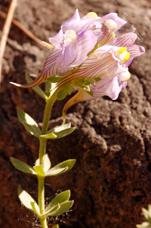 Linaria verticilata