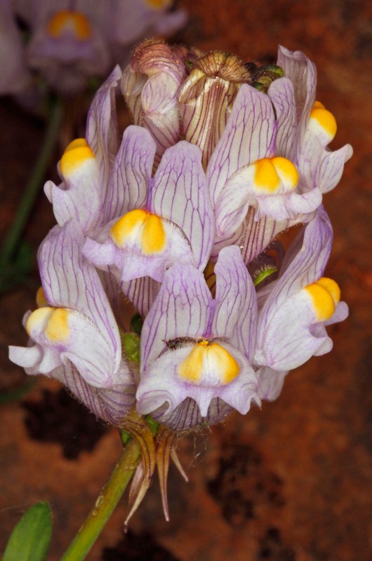 Linaria verticilata