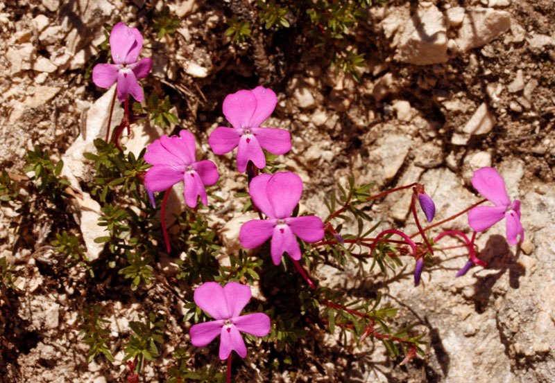 Viola cazorliensis