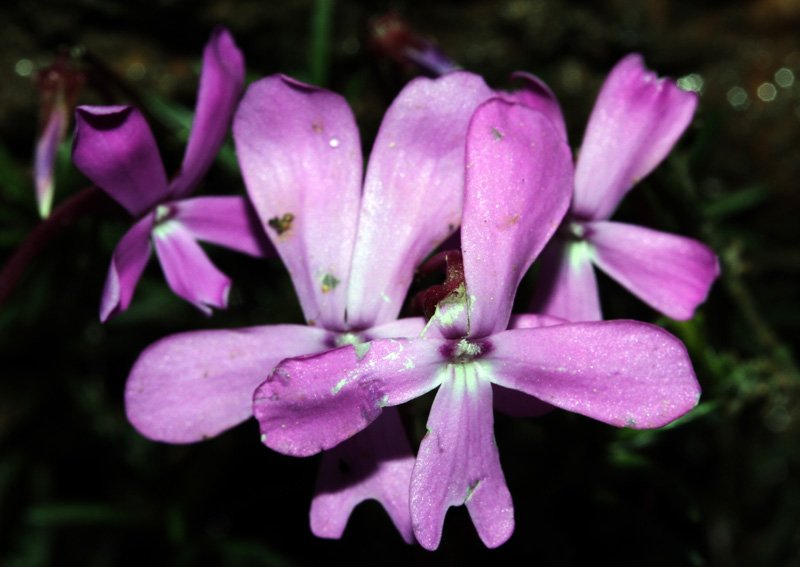 Viola cazorliensis