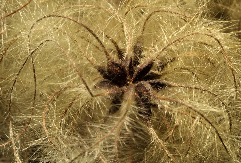 Clematis vitalba.JPG
