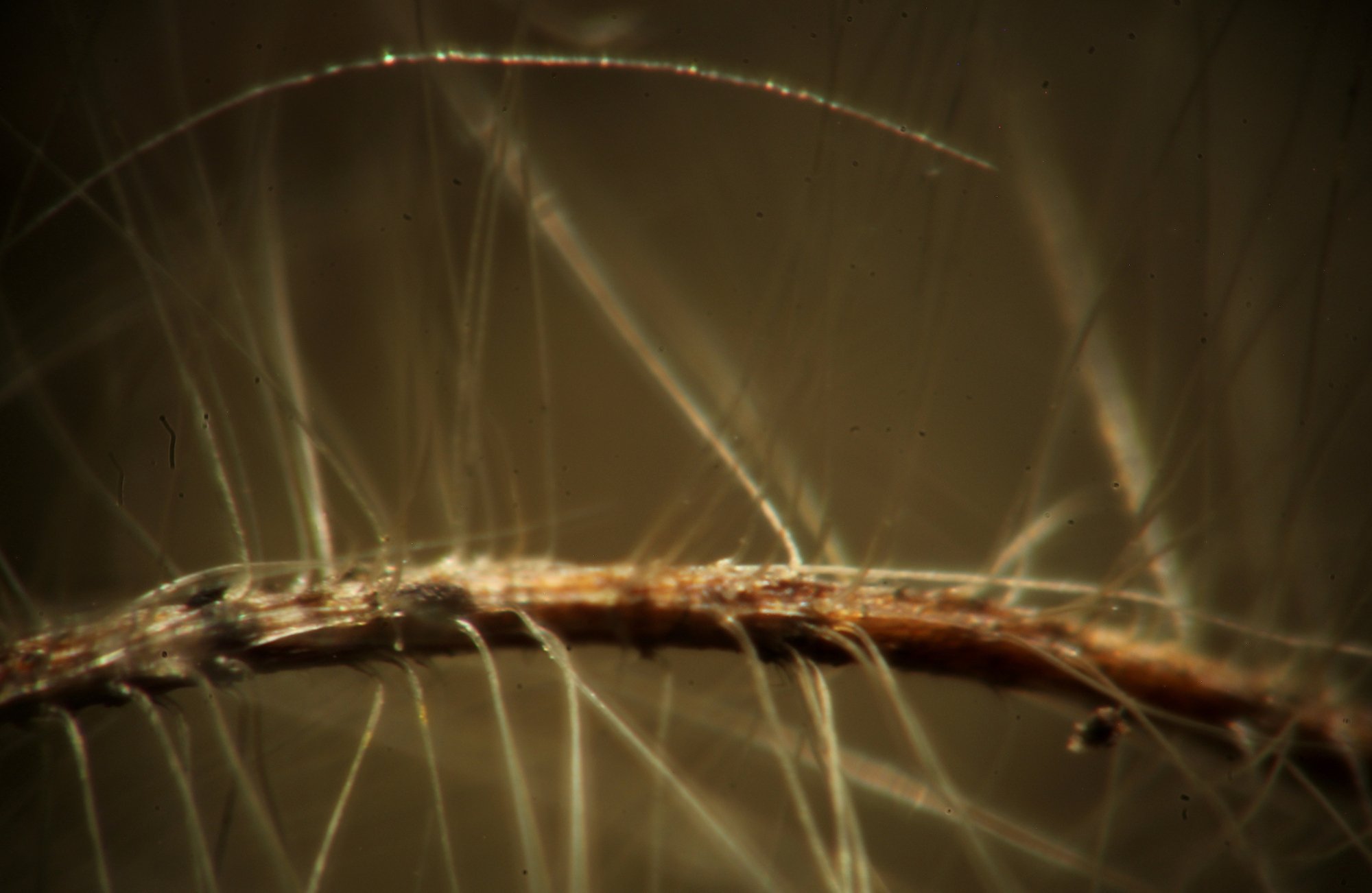 Clematis vitalba détail du pappus.JPG