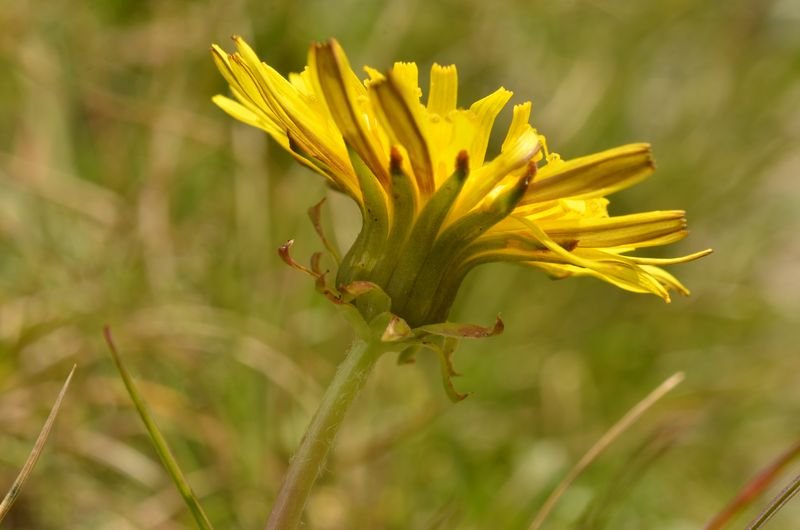 Taraxacum caespitosum, probable (2).JPG