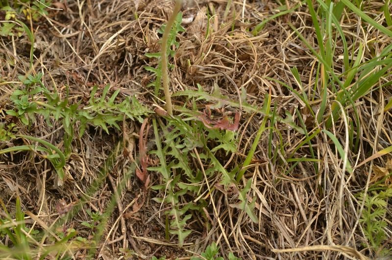 Taraxacum aquilonare, probable X.JPG