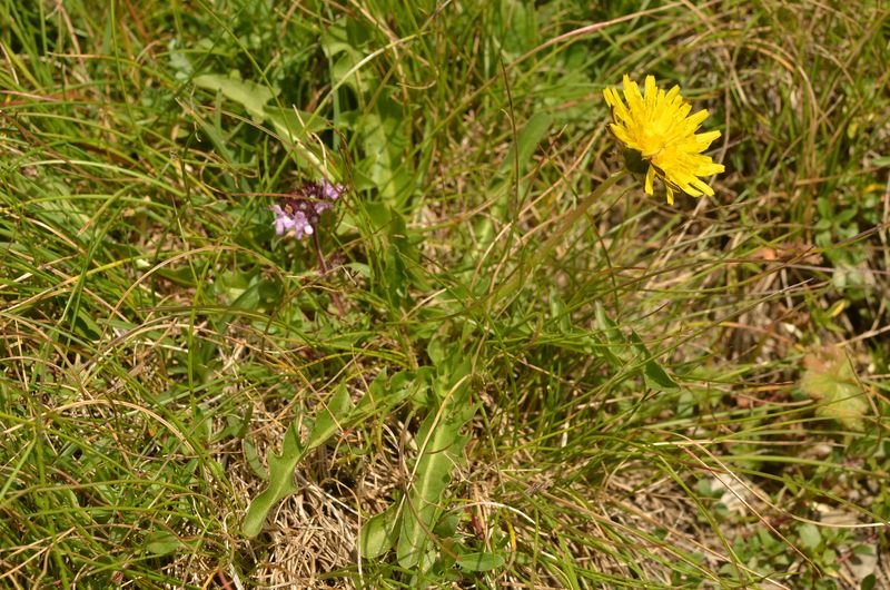 Taraxacum caespitosum, probable (1).JPG