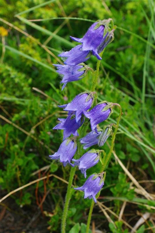 Campanula barbata