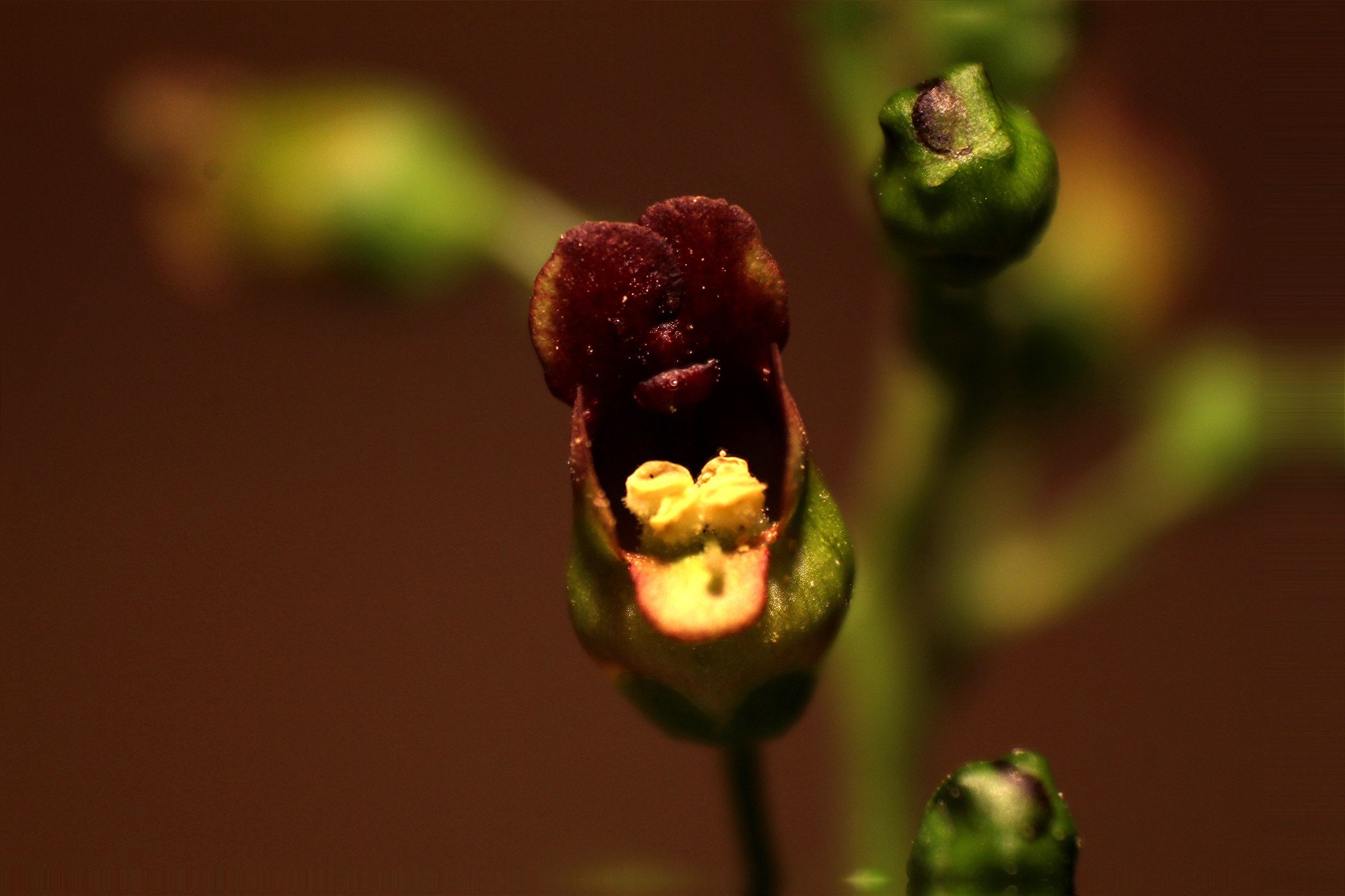 Scrophularia nodosa 01_Soucht_réduite.JPG