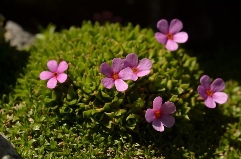 Androsace ciliata (1).JPG