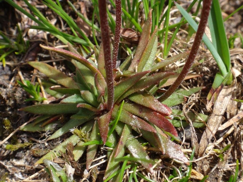 Androsace adfinis subsp brigantiaca 03.JPG