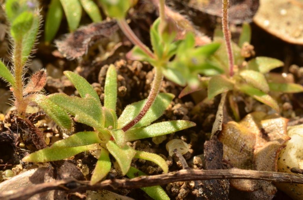 Androsace elongata subsp breistrofferi 01.JPG