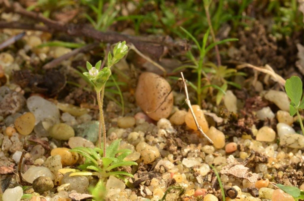 Androsace elongata subsp breistrofferi 03.JPG