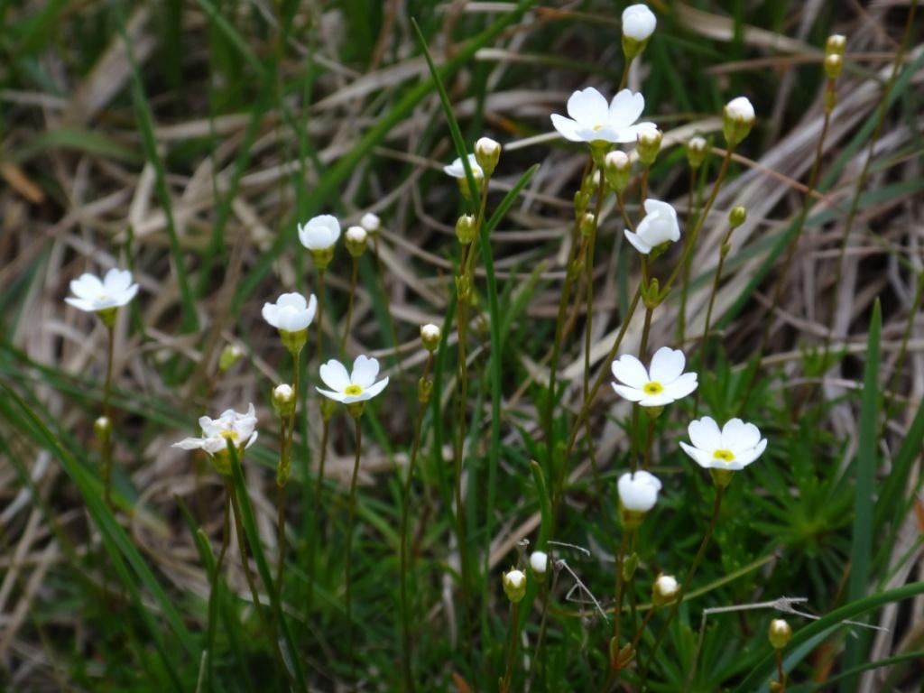 Androsace lactea 01.JPG