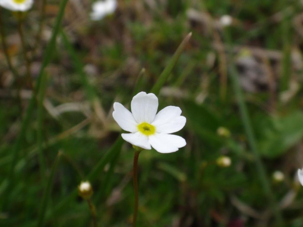 Androsace lactea 04.JPG