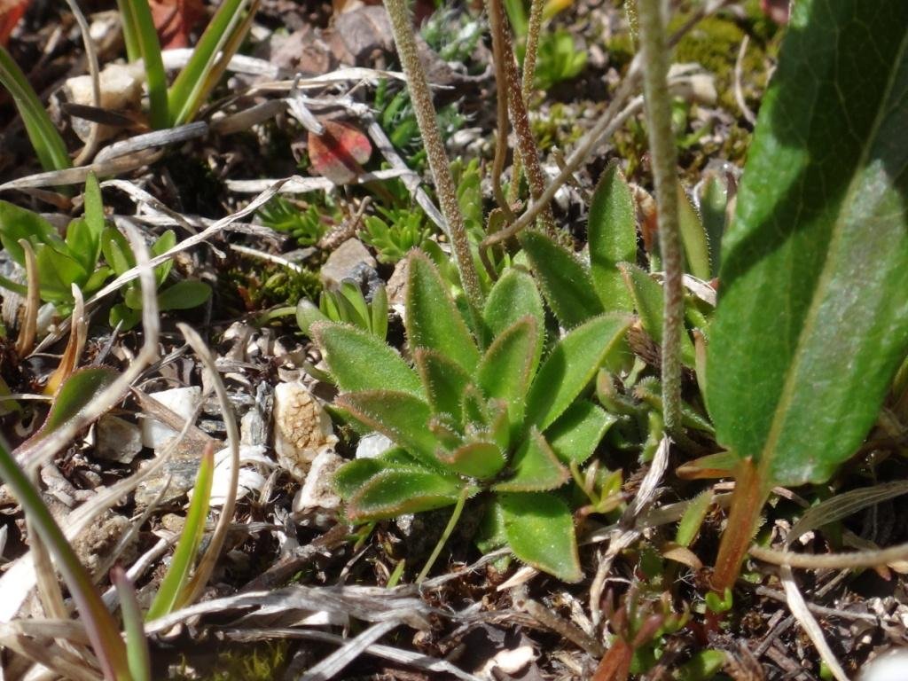 Androsace obtusifolia 03.JPG