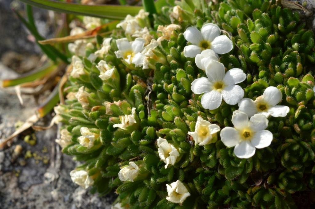 Androsace pubescens 03.JPG