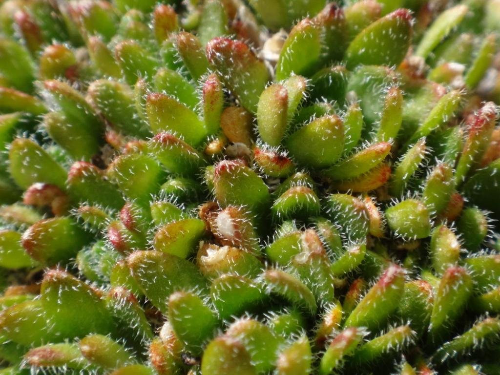 Androsace pubescens 04.JPG