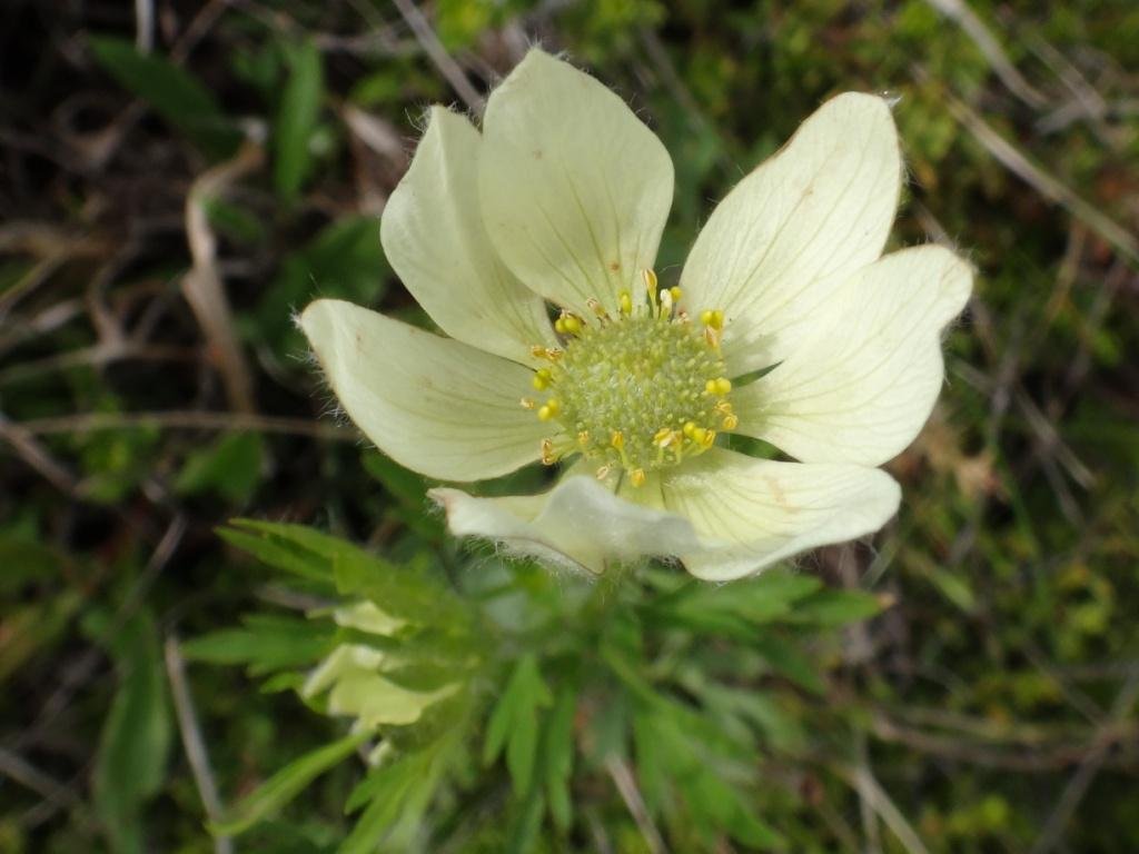 05-Anemone multifida - Renonculacée.JPG