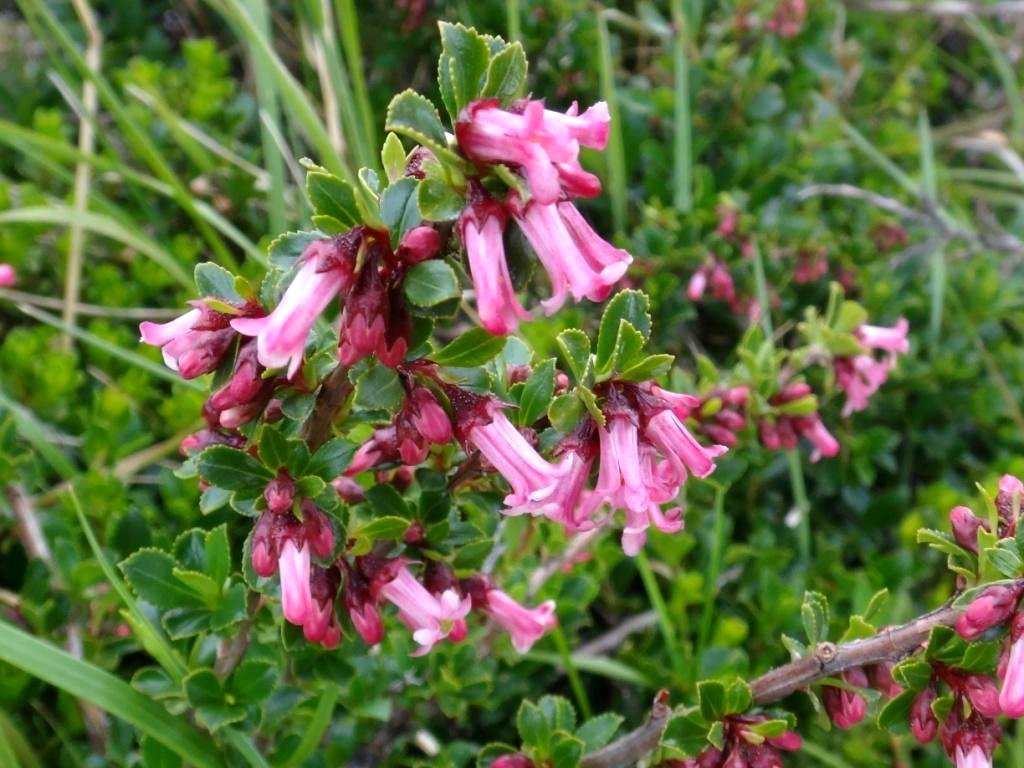 09-Escallonia alpina - Escalloniacée.JPG