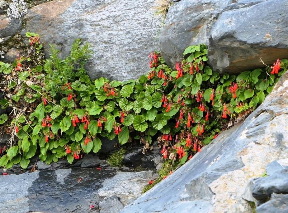 11-Ourisia ruellioides - Plantaginacée.JPG