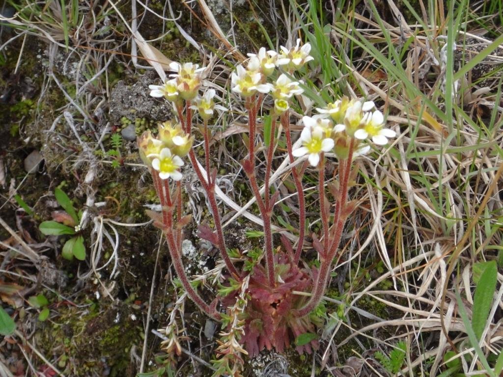 13-Saxifraga magellanica - Saxifragacée.JPG