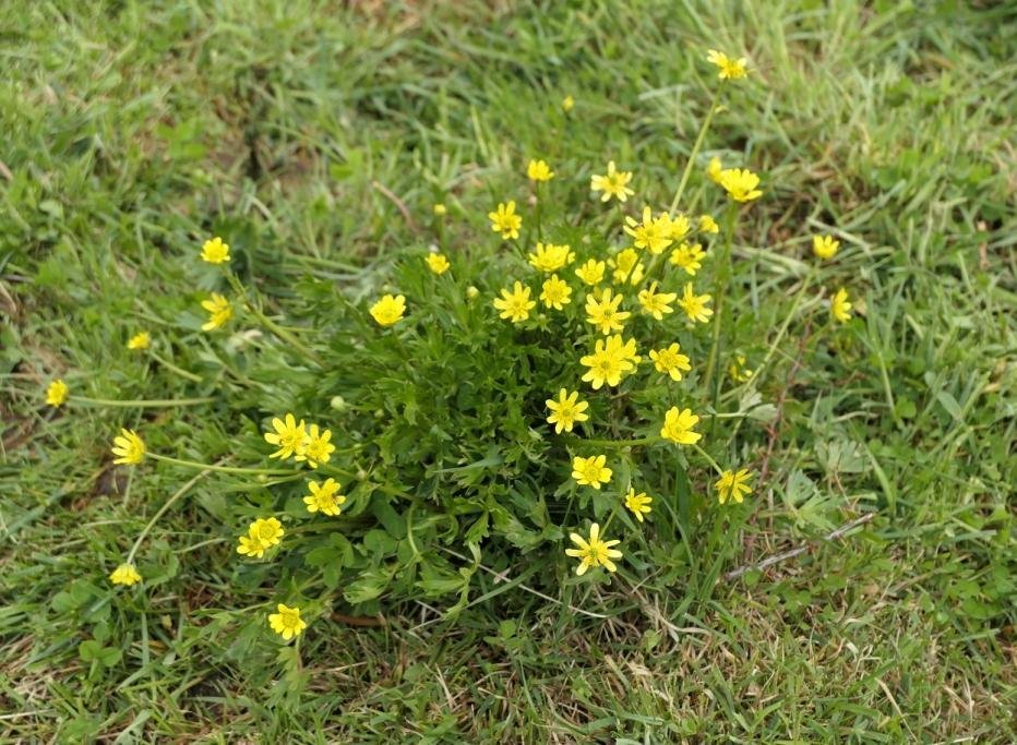 14-Ranunculus peduncularis - Renonculacée.JPG