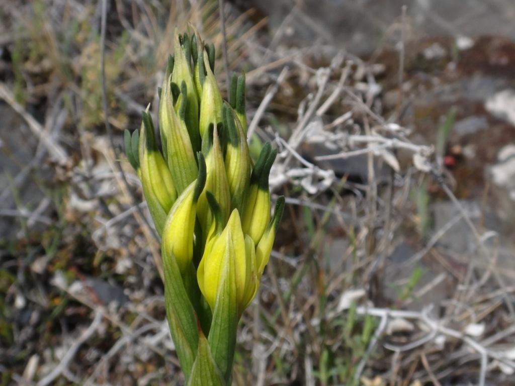 18-Gavilea supralabellata - Orchidacée.JPG