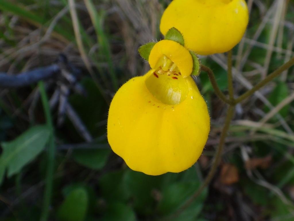 19-Calceolaria niflora - Calceolariacée.JPG