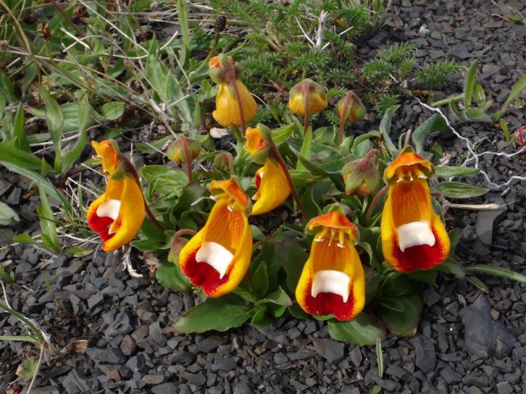 20-Calceolaria uniflora - Calcéolariacée.JPG