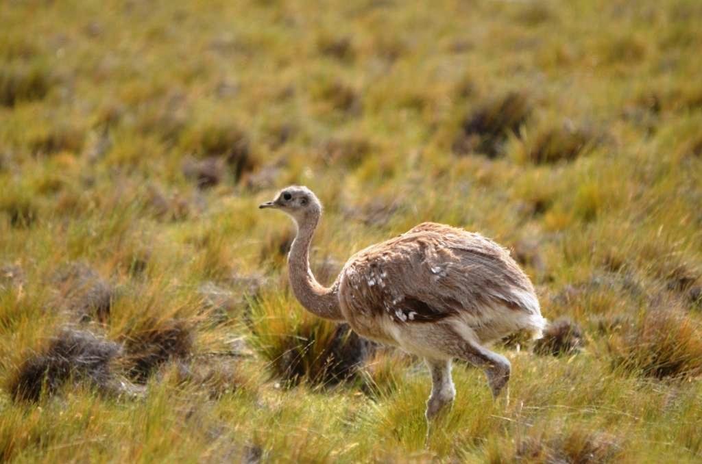 02-Rhea pennata - Nandou de Darwin.JPG