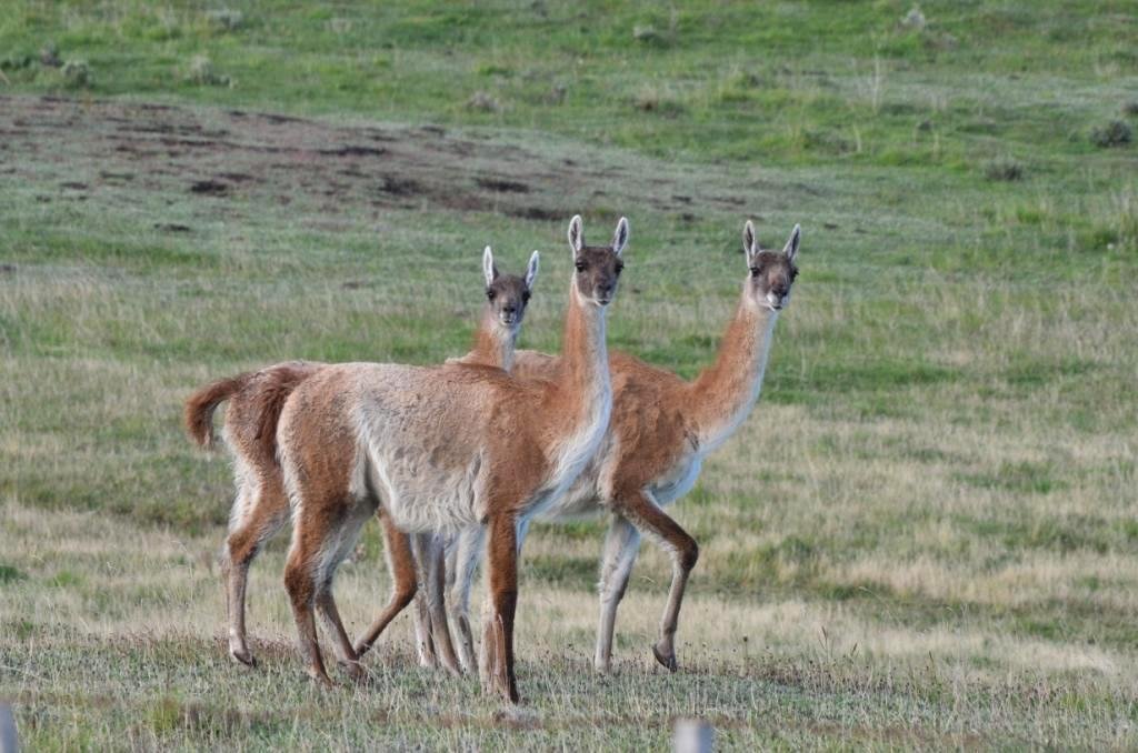 04-Lama guanicoa - Guanaco.JPG