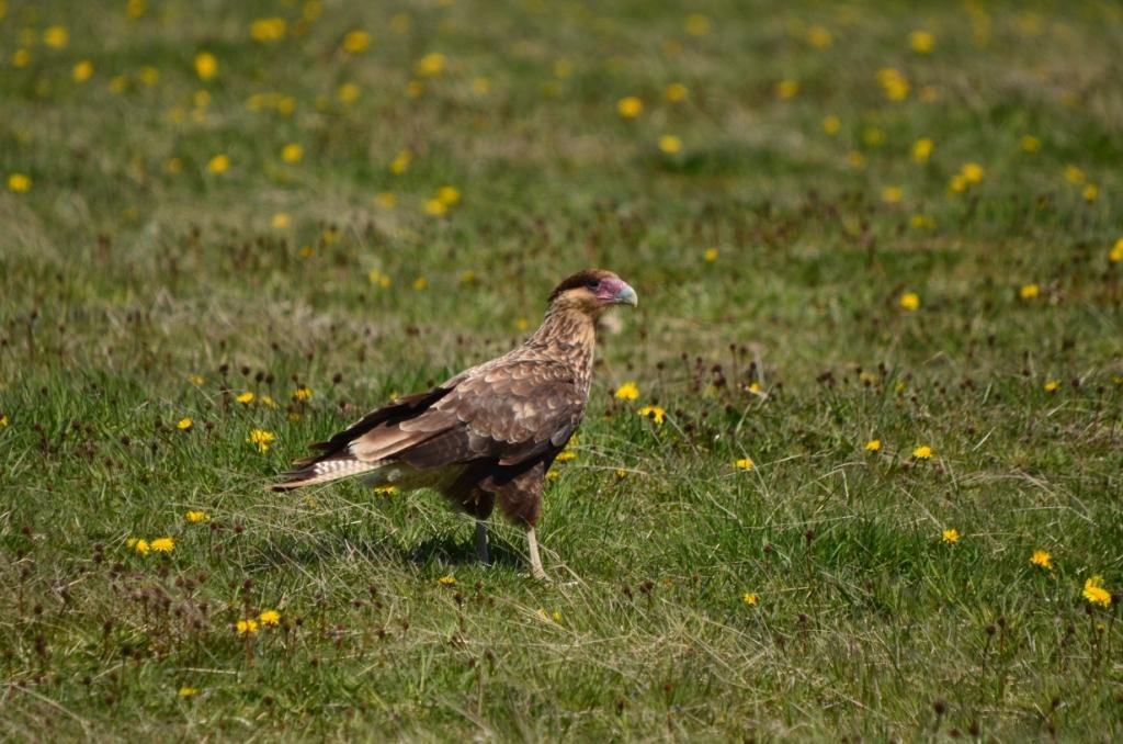 05-Caracara plancus - Caracara huppé.JPG