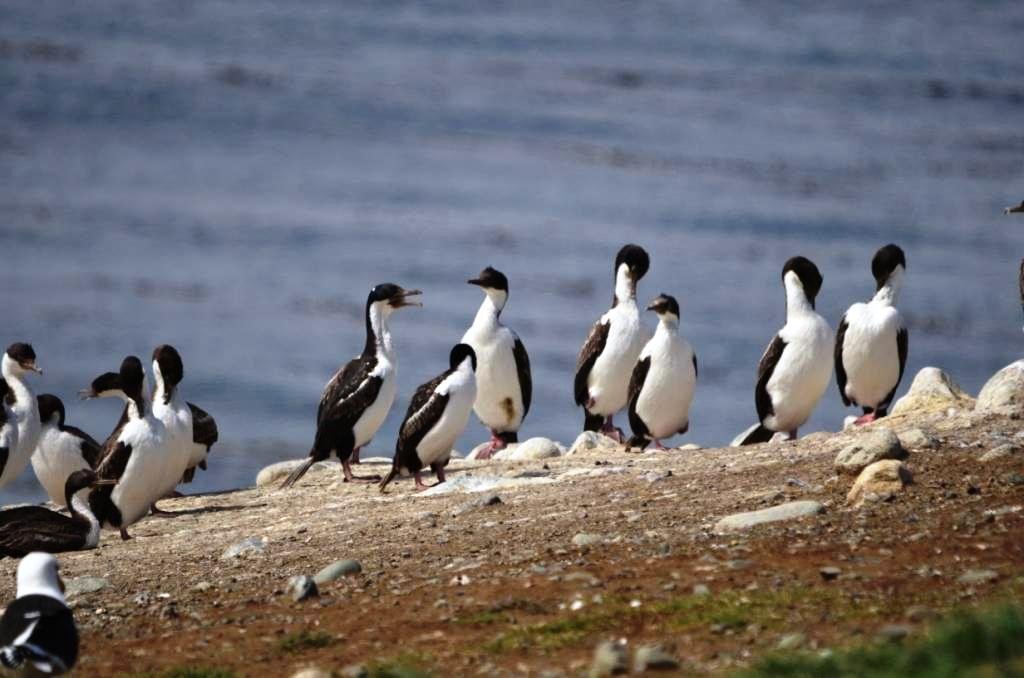 12-Phalacrocorax atriceps - Cormoran impérial.JPG