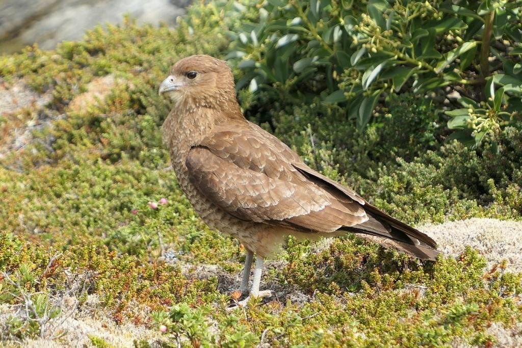 13-Mivalgo chimango - Caracara chimango.JPG